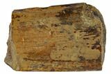 Hadrosaur (Edmontosaur) Bone Section - South Dakota #117076-1